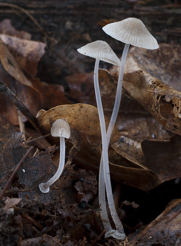 Mycena stylobates